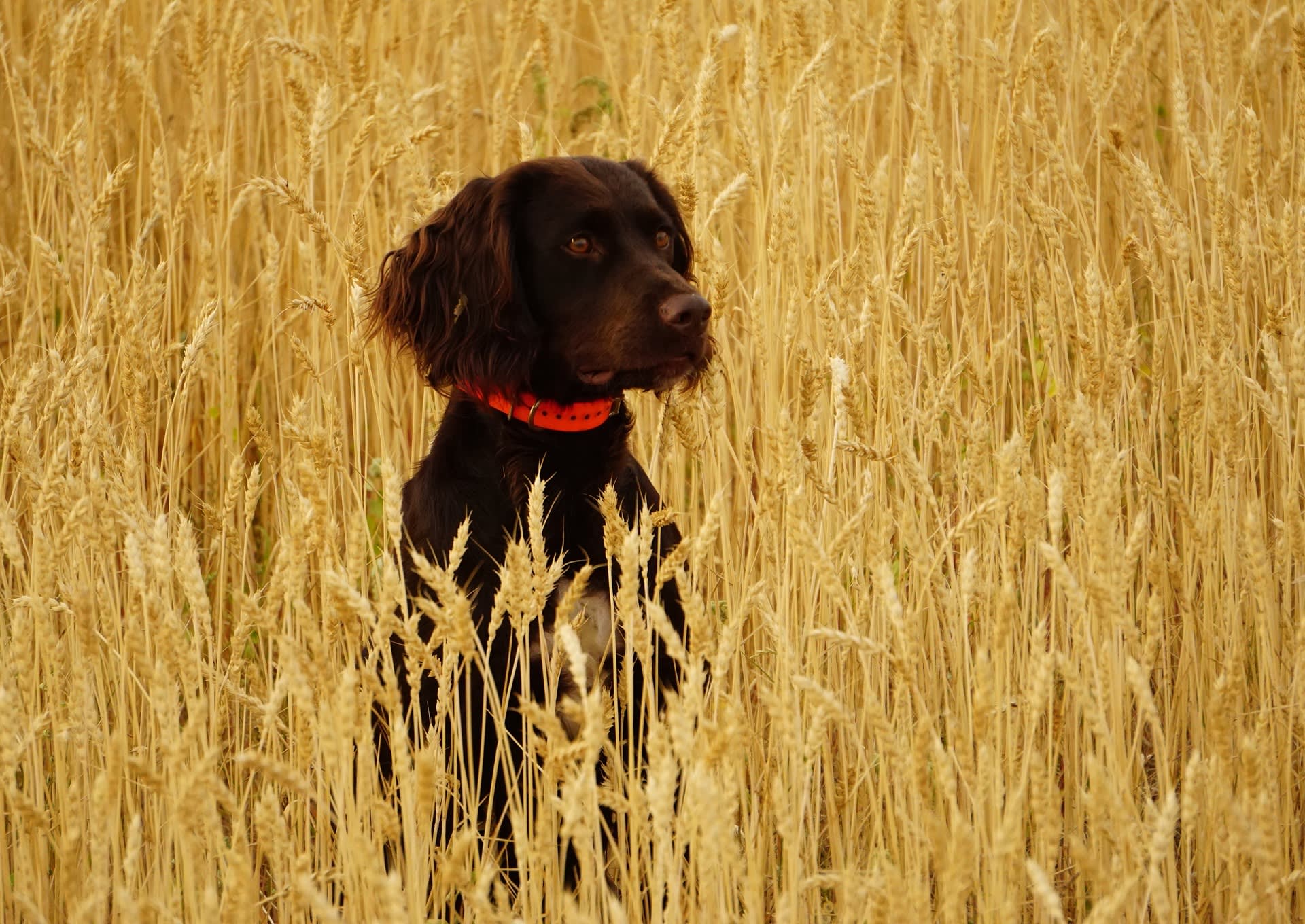 Wheat dog cheap